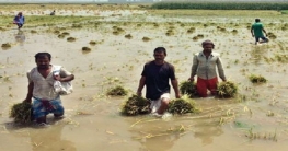 বন্যায় চরাঞ্চলে কৃষির ক্ষতি ও কৃষকদের করণীয়