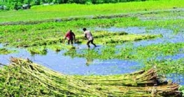 সোনালী আঁশ খ্যাত পাটের দাম বাড়ায় হাসি ফুটেছে চাষিদের মুখে