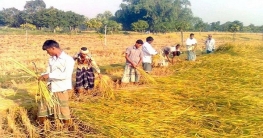 হবিগঞ্জে আমনের বাম্পার ফলন