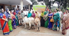 কুড়িগ্রামে চেষ্টার উদ্যোগে বীরকন্যাদের মাঝে গরু বিতরণ