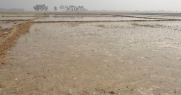 ফুলবাড়ীর পল্লীতে সরিষা ক্ষেত নষ্ট করে প্রতিপক্ষের জমি দখল 