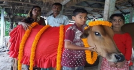 প্রধানমন্ত্রীর নামে গরু কোরবানি দেবেন কৃষক