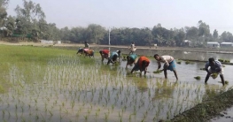 শীত উপেক্ষা করে চাষে ব্যস্ত কৃষক