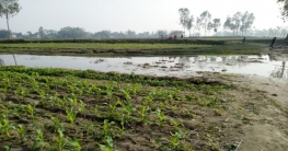 লালমনিরহাটে ফসলি জমি নষ্ট করে খাল খনন