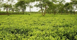 হতাশায় তেঁতুলিয়ার ক্ষুদ্র চা চাষিরা, হুমকির মুখে ক্ষুদ্র চা শিল্প