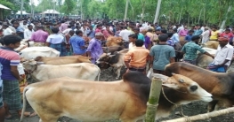 কুড়িগ্রামের ৩২পশুর হাটে চলছে কেনাবেচা