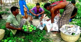 পাকতে শুরু করেছে রংপুরের নামকরা আম `হাঁড়িভাঙা`