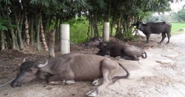 পঞ্চগড়ে বিলুপ্তির পথে মহিষ