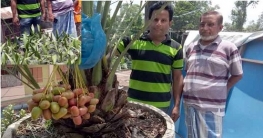 আরবের আজোয়া খেজুর চাষে সফল দিনাজপুরের মাহাবুবুর