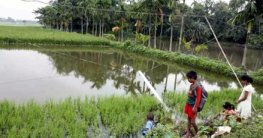 কাউনিয়াতে পুকুরে পড়লো বৈদ্যুতিক খুঁটি, অল্পতে রক্ষা