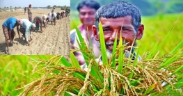 ফুরফুরে মেজাজে উত্তরের কৃষকঃ চলছে ধানের কাটাই-মাড়াই ও আলুবীজ বপন